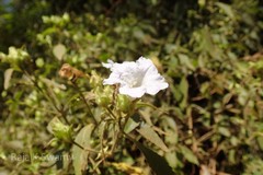 Thelepaepale ixiocephala